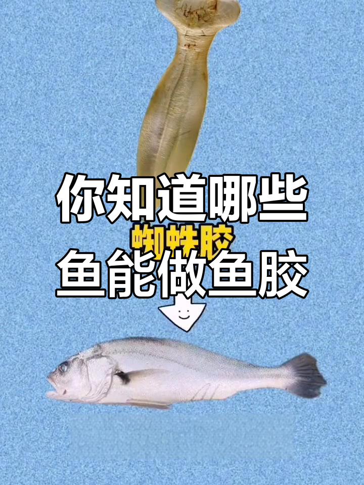 鱼胶的来源,这些鱼的品种你知道吗?