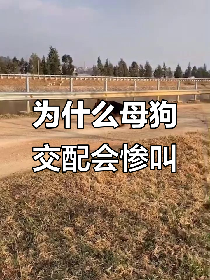 母狗交配时惨叫的真正原因,揭秘公狗生殖器官结构