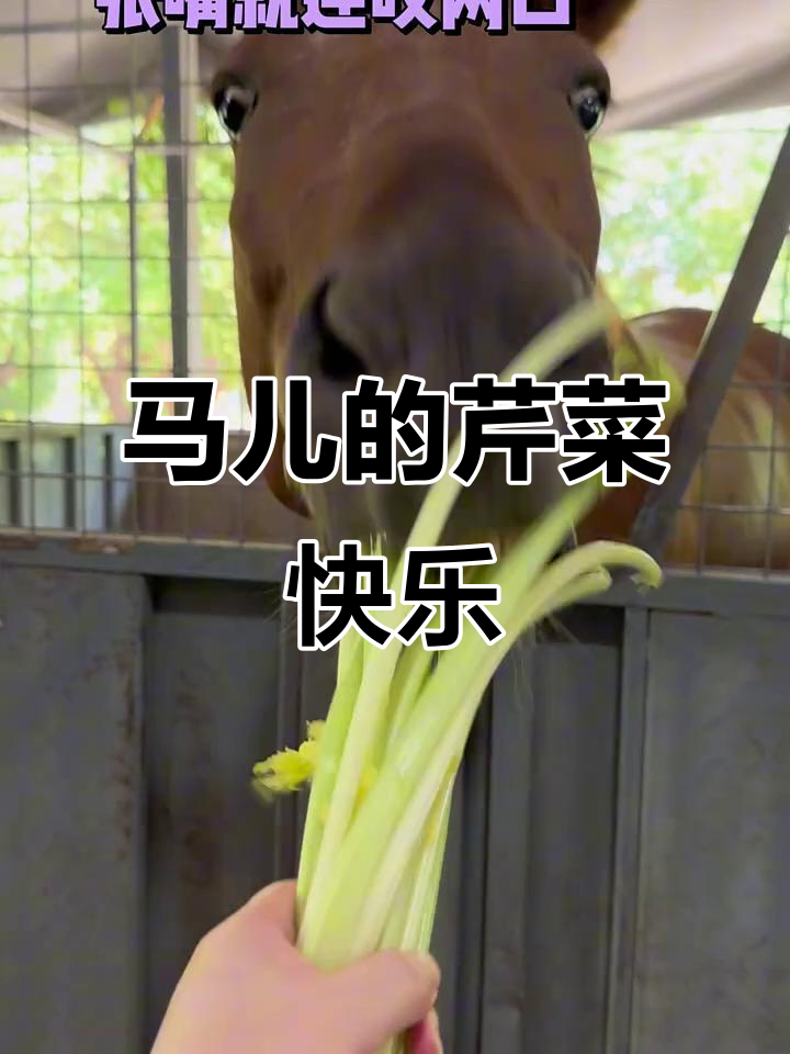 马儿吃芹菜叶,表情超满足!