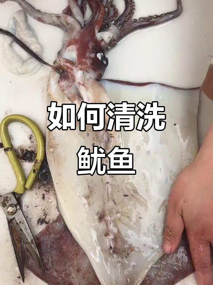 新鲜鱿鱼清理全攻略,教你如何处理内脏和软骨