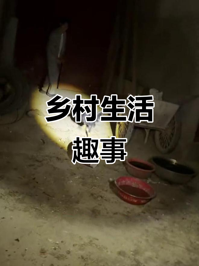 农村生活的鸡飞狗跳，母鸡下蛋的搞笑日常