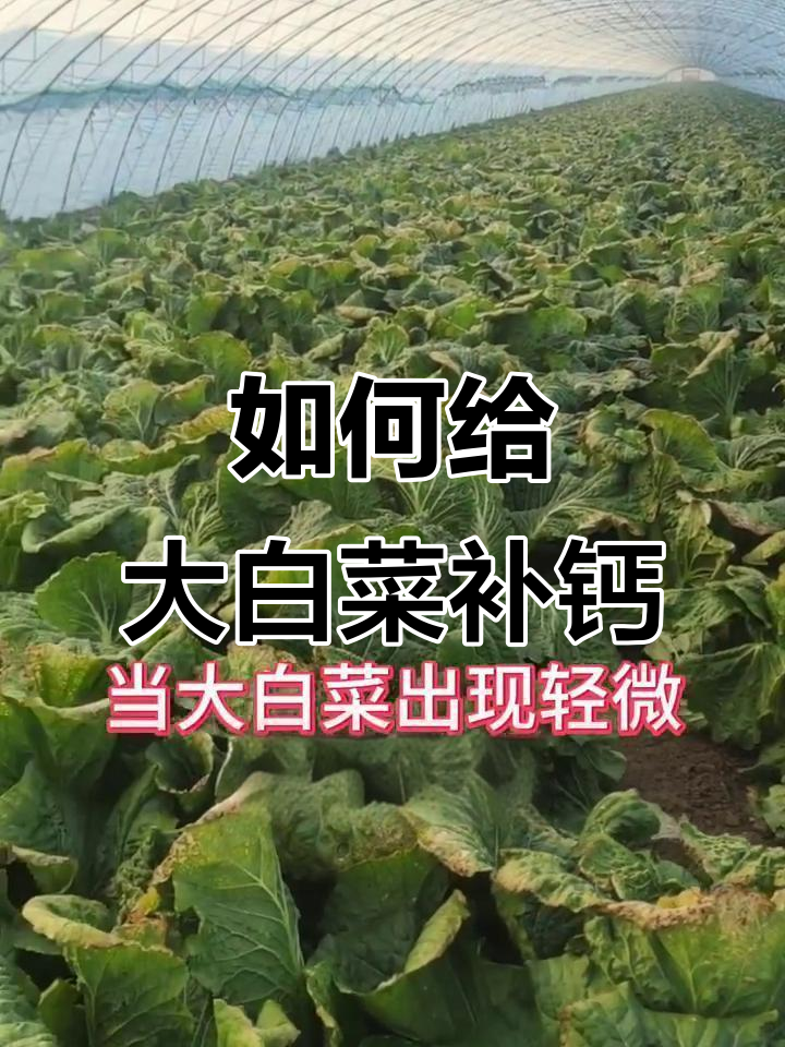 大白菜缺钙怎么办？补钙技巧全解析
