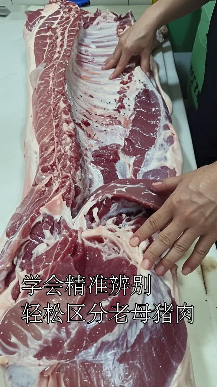 学会精准辨别轻松区分老母猪肉