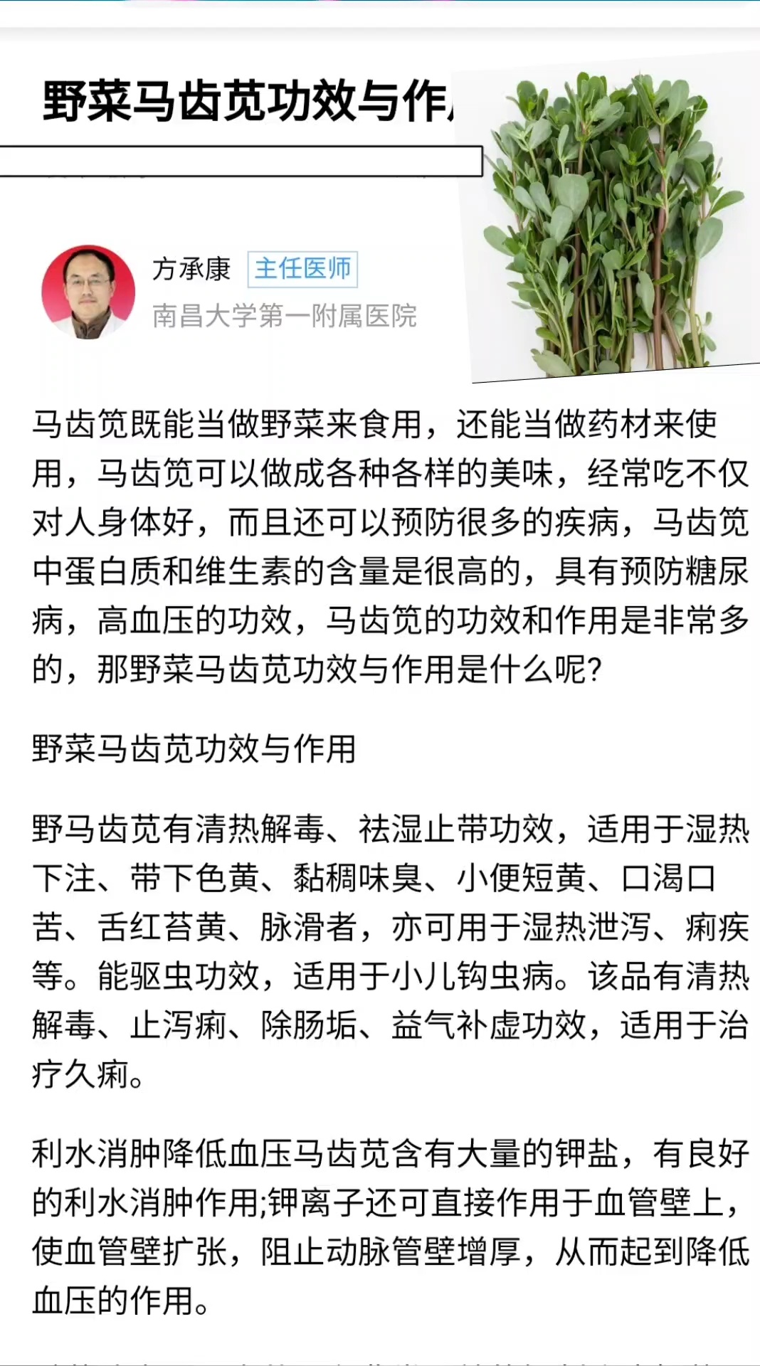 马齿苋的功效和作用