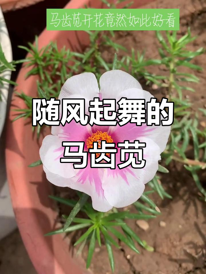 风中摇曳的马齿苋花,美丽又坚韧