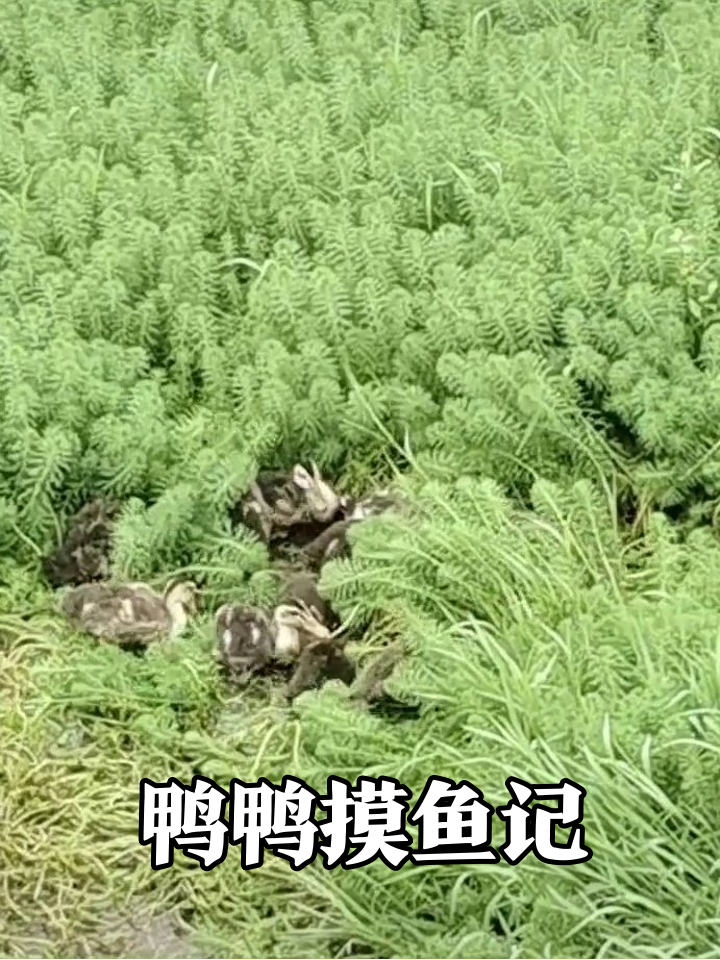 小鸭子集体躲草丛摆烂,这摸鱼姿势太真实了!