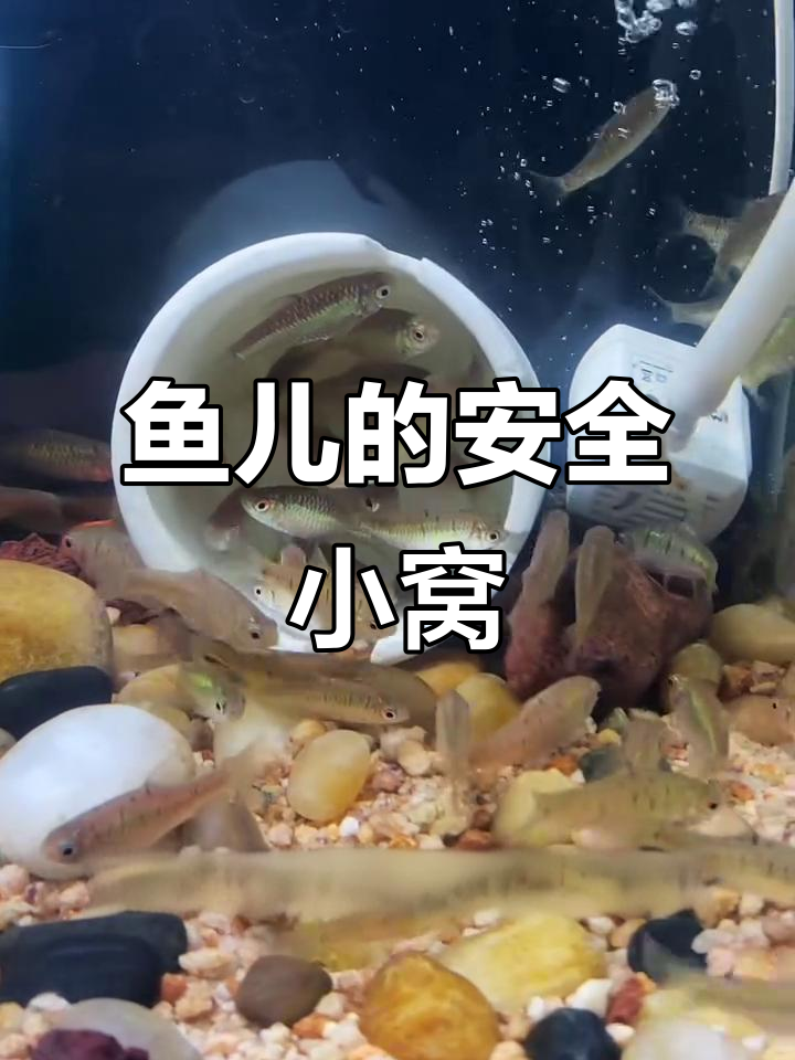 鱼缸躲避屋的三大作用,安全、繁殖与和平共处