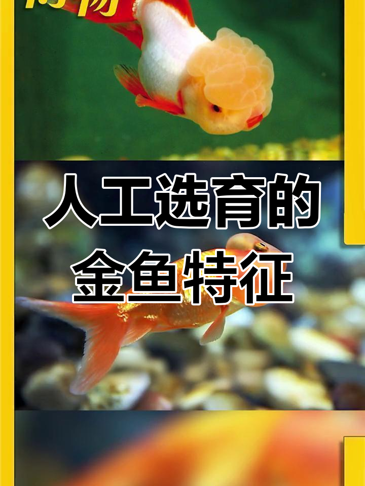 金鱼大奔头和大眼泡的遗传奥秘