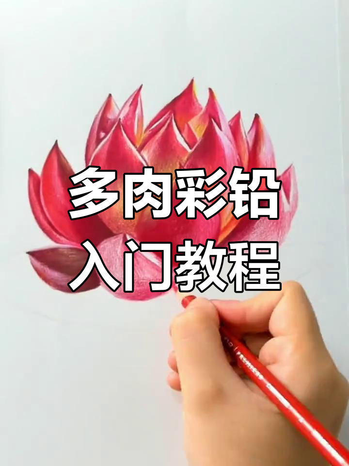 彩铅多肉超简单画法,零基础也能轻松学会