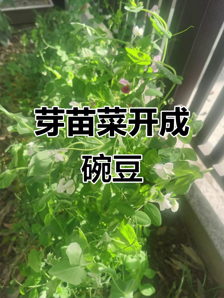 芽苗菜根变豌豆,开花像蝴蝶,收获满满