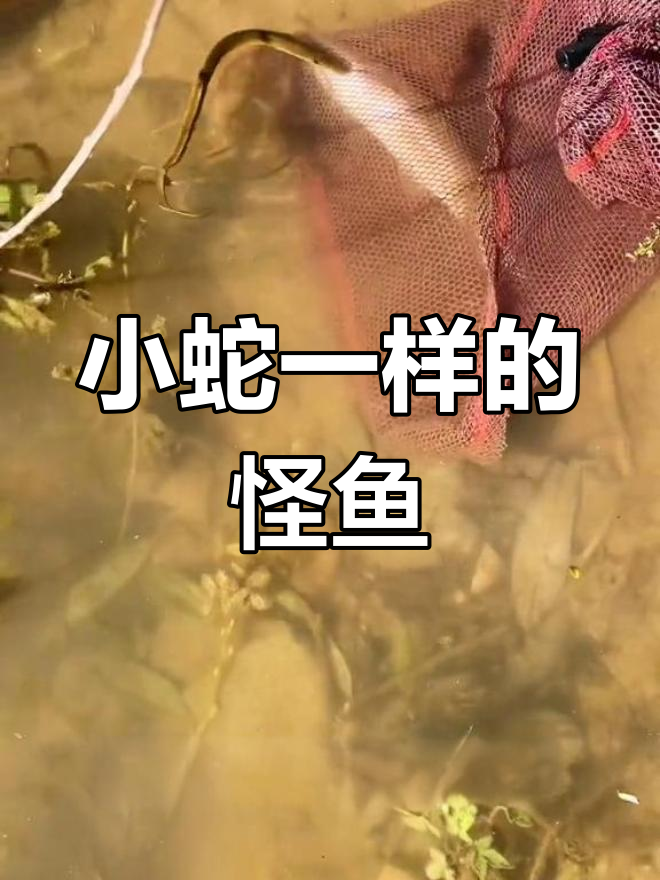 这是什么鱼?像小蛇一样,牙好锋利!