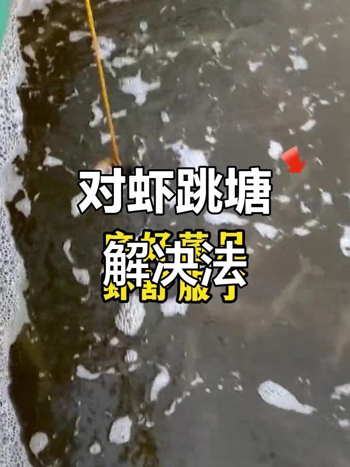解决对虾跳塘游动异常的三大步骤