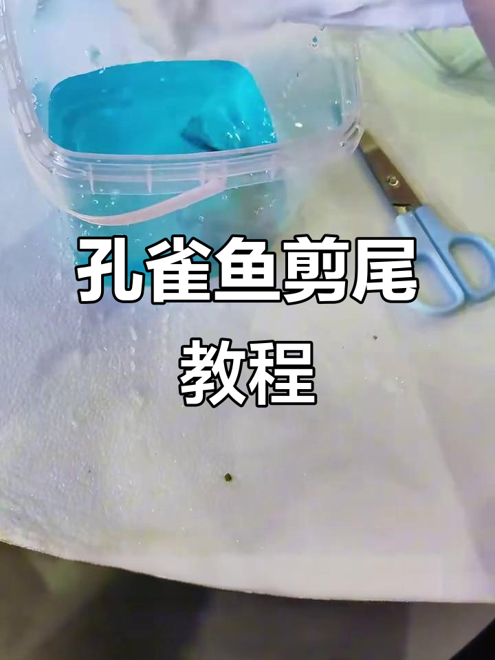 孔雀鱼剪尾技巧与危害分析