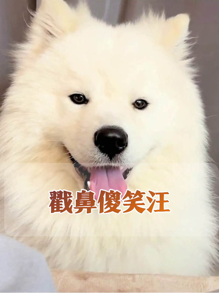 主人戳戳萨摩耶鼻子,狗狗秒变傻笑表情包,叼玩具撒欢萌翻了