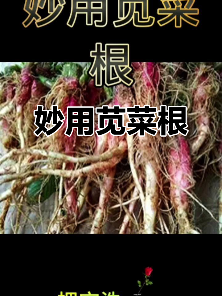 苋菜根的神奇作用,晒干保存冬天吃更美味