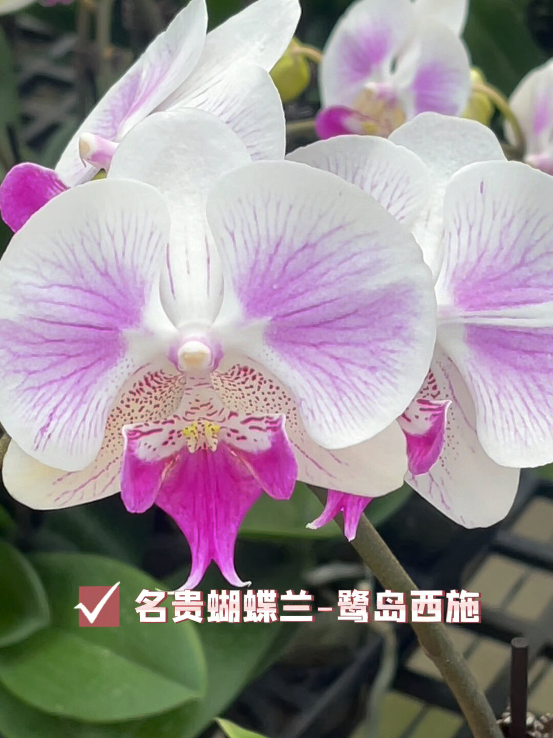 好多名贵品种蝴蝶兰,快看看有你喜欢的吗?