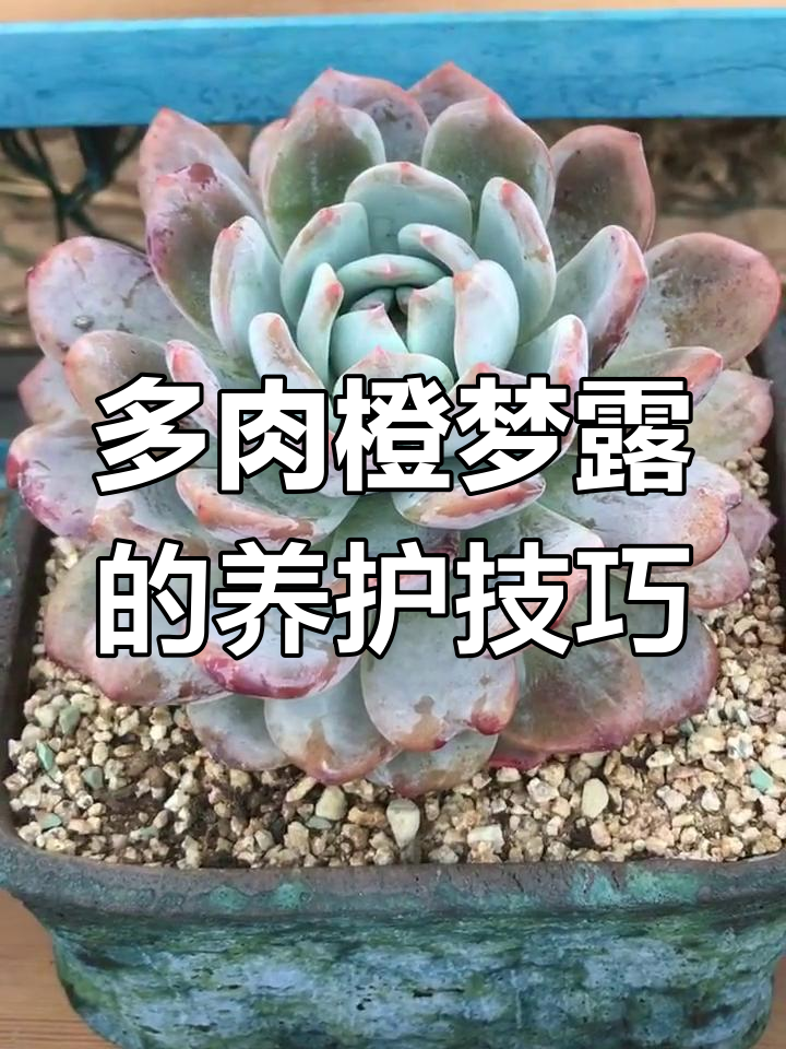 橙子多肉养护秘籍:轻松度过夏季,秘诀全在这