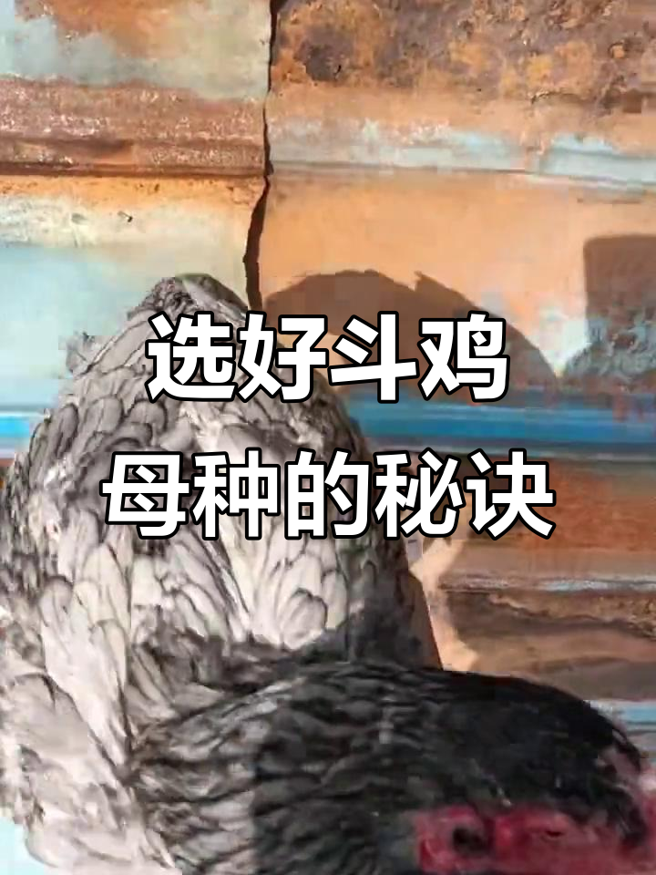 如何挑选优质斗鸡母种?关键体型特征全解析