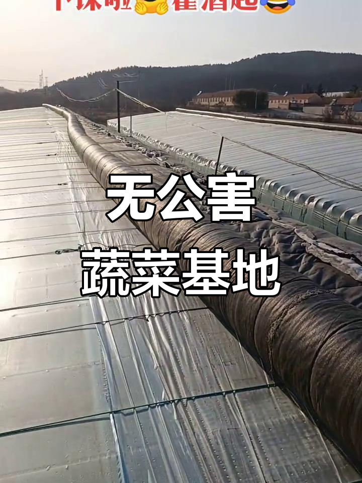 龙黎农业生态园:无公害蔬菜基地的下班日常