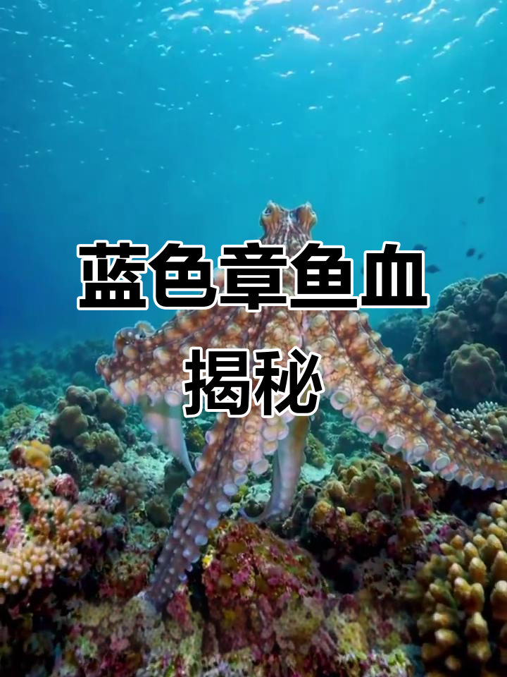 章鱼血液竟然是蓝色的,竟能隐身吸氧!