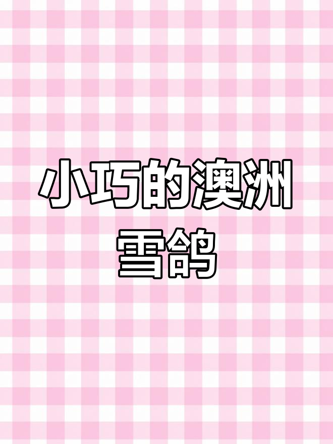 世界上最小的鸽子,澳大利亚雪鸽小巧美丽