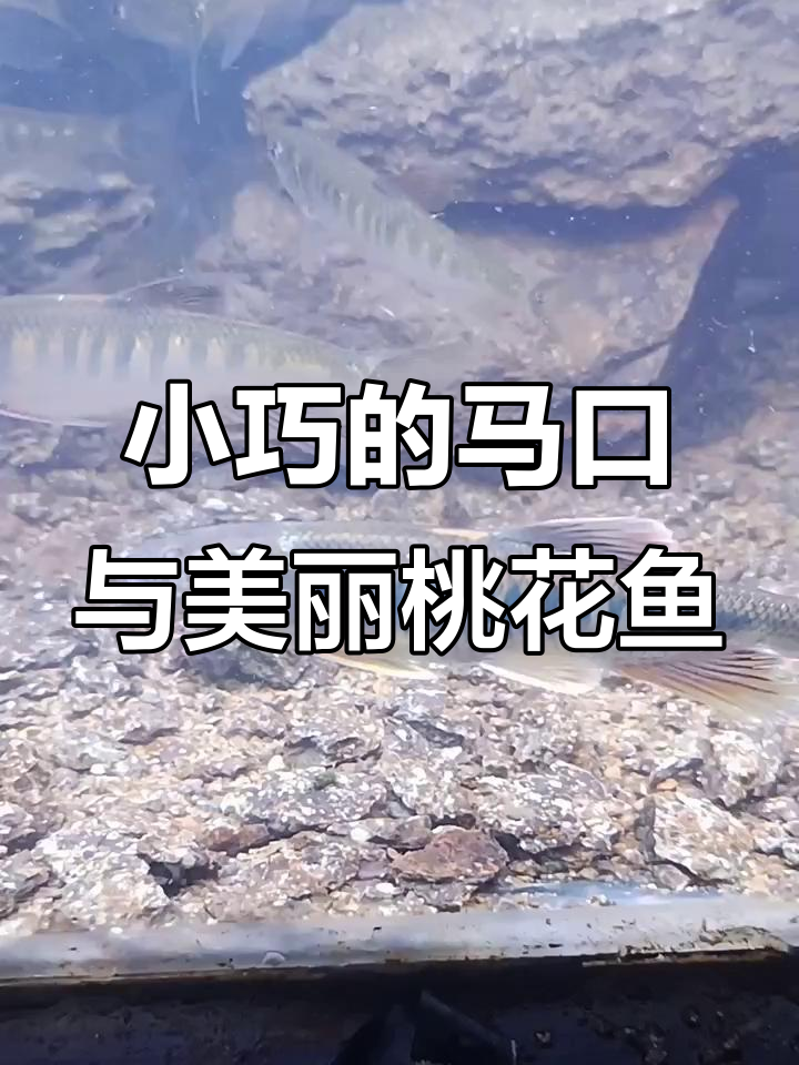 见过这么小的马口吗?桃花鱼也超美