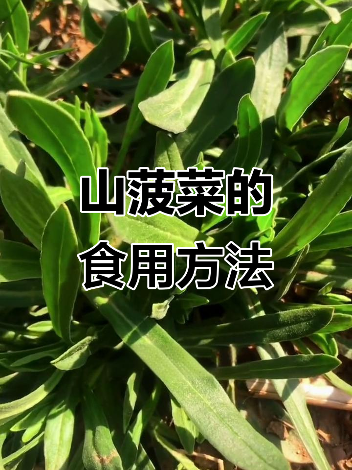 你知道山菠菜吗？这种野菜怎么吃，有什么功效
