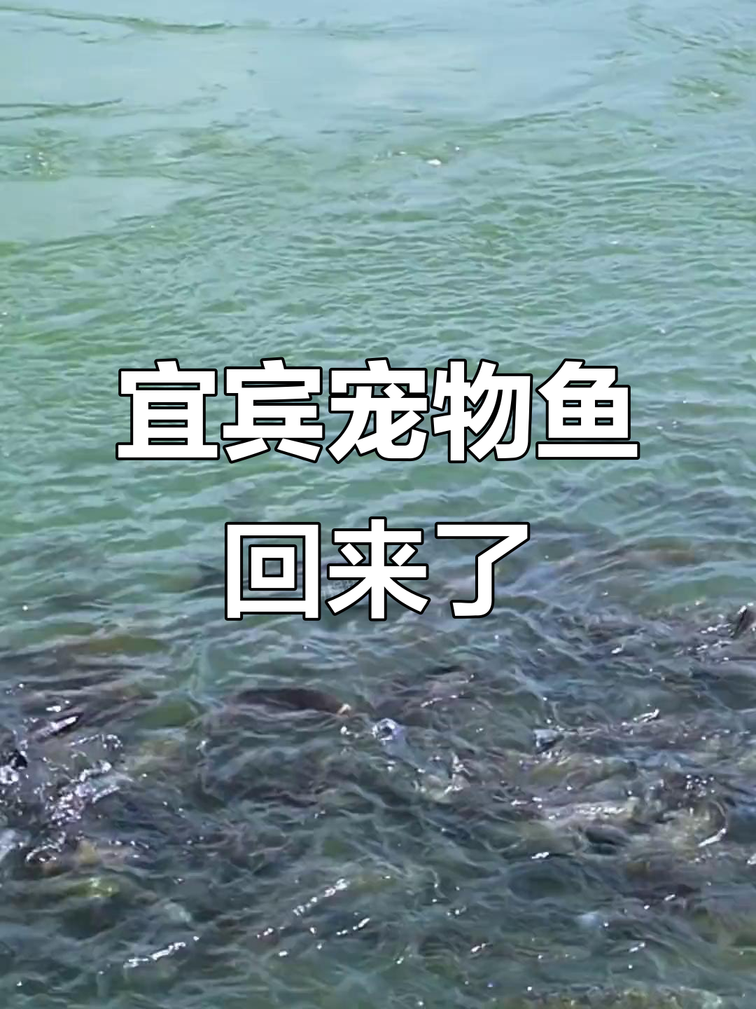 宜宾长江喂馒头,宠物鱼肥得惊人,百斤重!