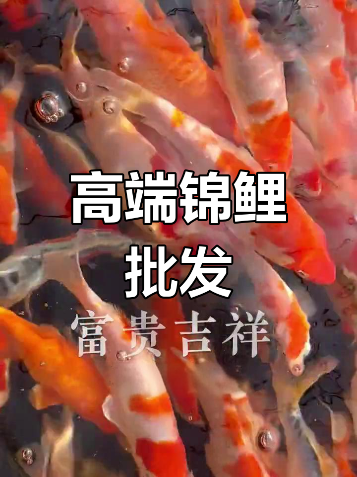 天津锦鲤基地,纯种大正红白,高端观赏鱼批发