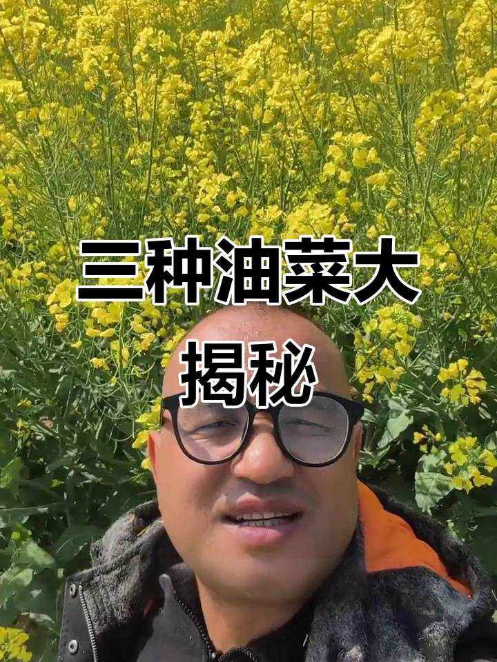 油菜原来有三种,白菜型、甘南型和芥菜型你了解吗?