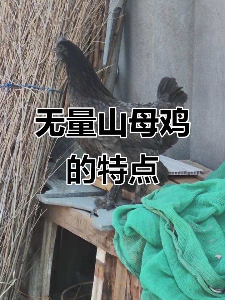 纯灰色无量山乌骨鸡,毛脚瓦灰土鸡的独特魅力
