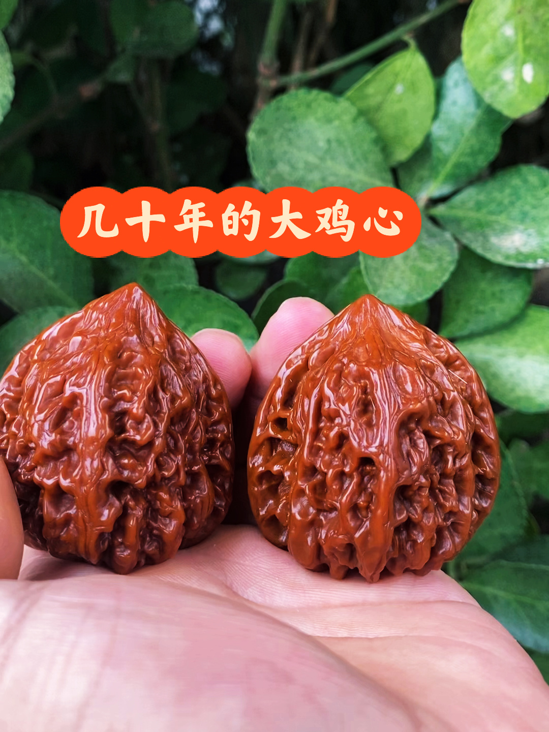 喜得大尺寸老鸡心核桃