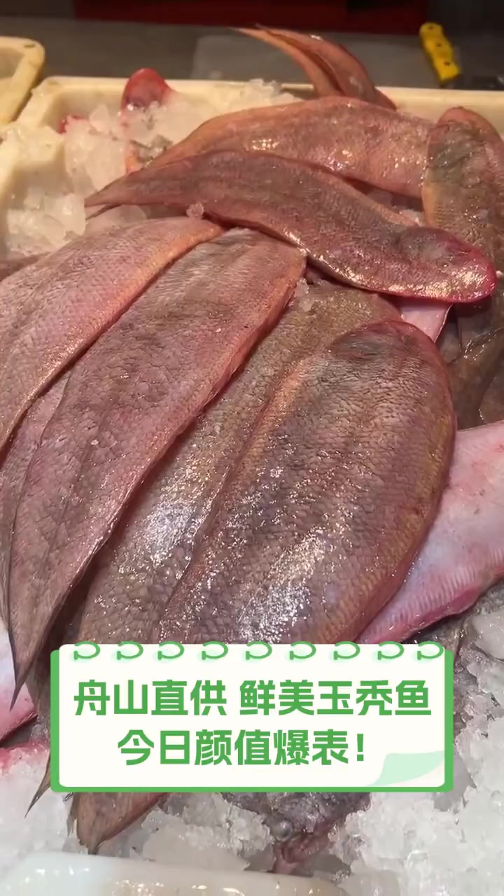 舟山直供,鲜美玉秃鱼,今日颜值爆表!