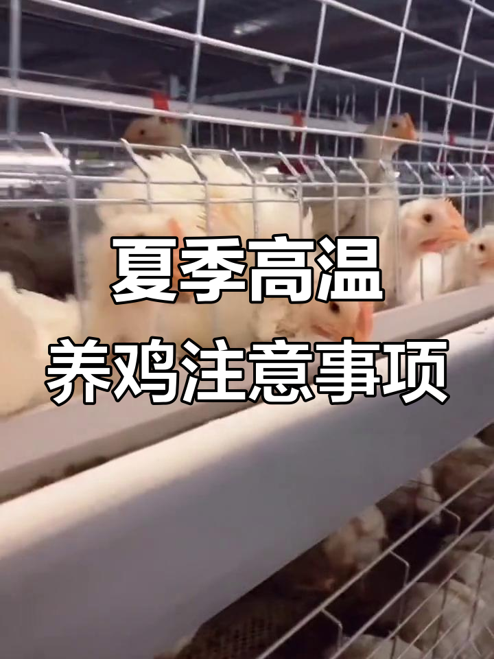 2月26日高温来袭,养殖场白羽肉鸡管理技巧