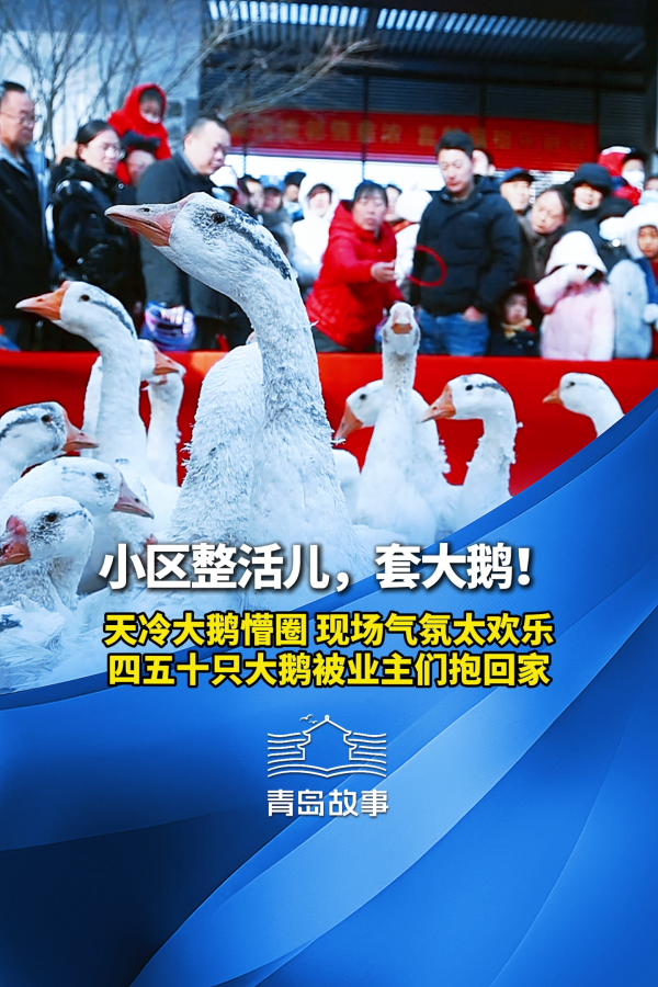 青岛故事丨青岛一小区整活儿,套大鹅!现场气氛太欢乐,四五十只大鹅被业主抱回家