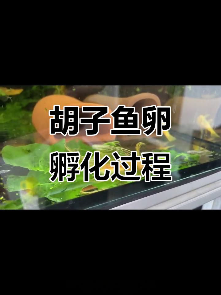 胡子鱼卵孵化与护理全纪录,轻松掌握养殖技巧