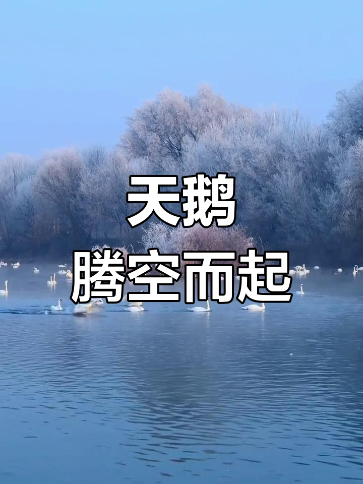 天鹅起飞瞬间,震撼全场