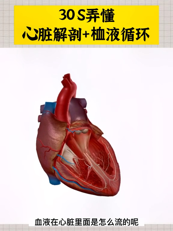 一个视频教会你心脏解剖和血液循环