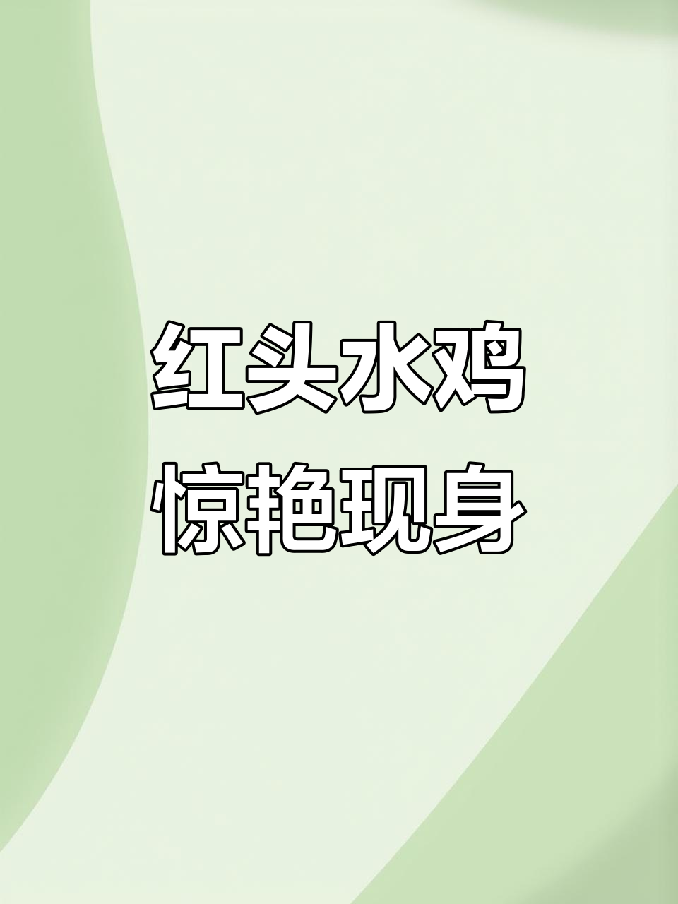 稻田偶遇红头水鸡，自然之美令人陶醉