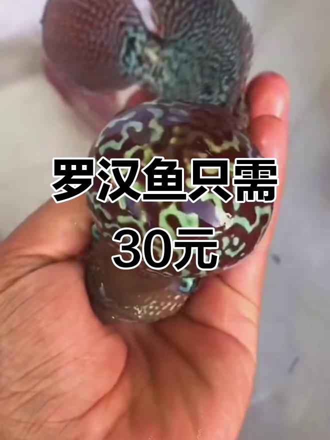 买了两条罗汉鱼,结果只花了30块!