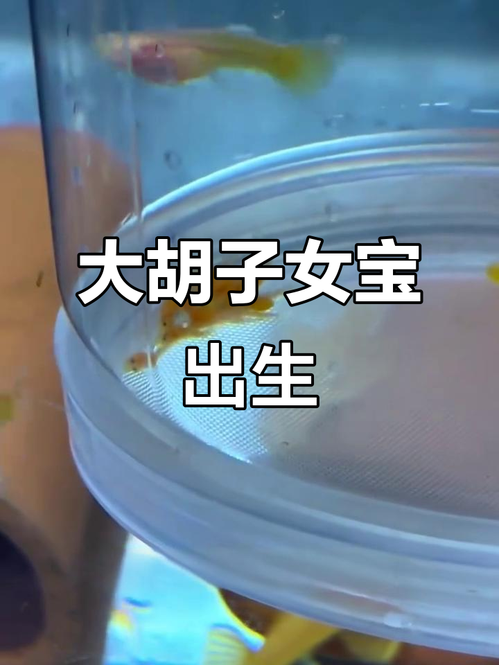 黄金大胡子鱼产卵了,小宝宝已经孵化出来!