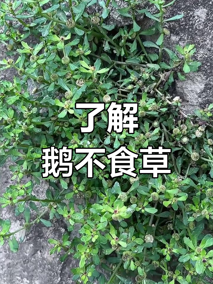鹅不食草:一种神奇的中草药,了解一下