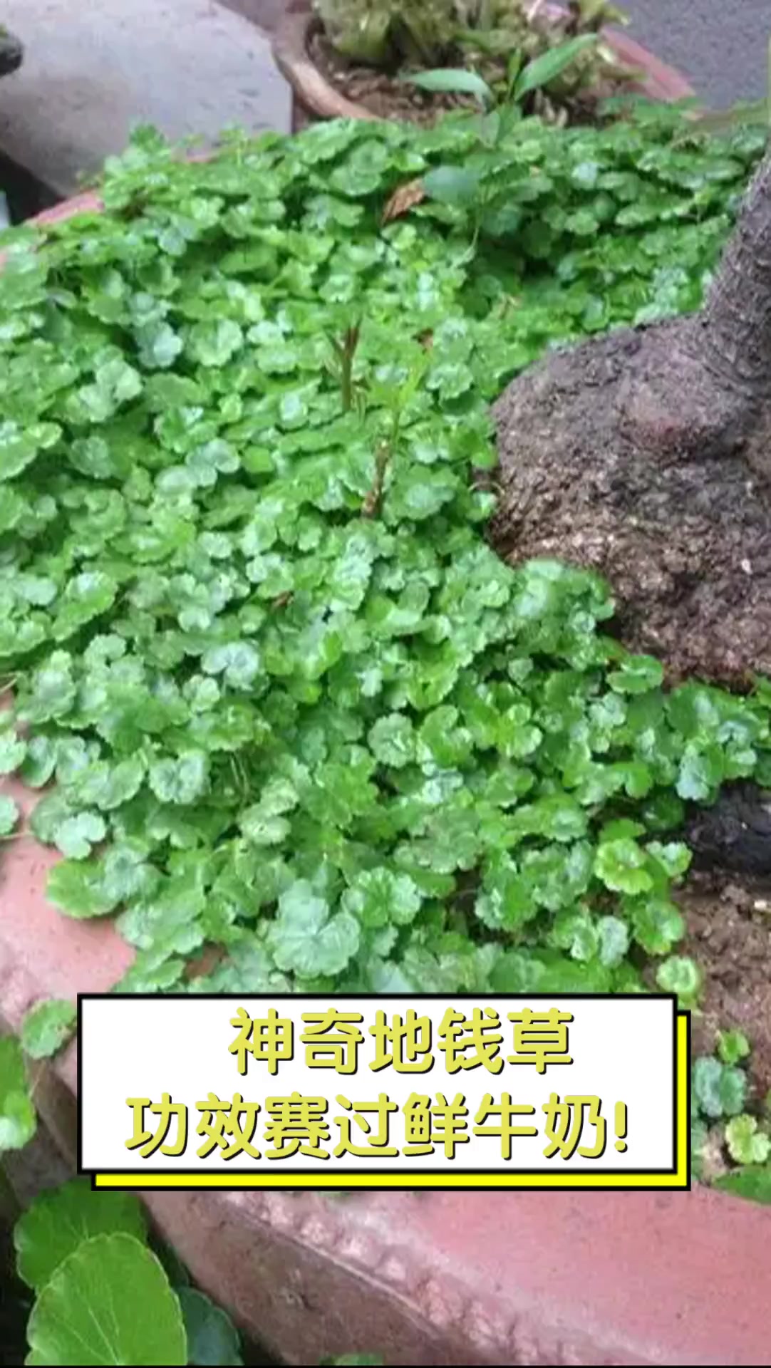 神奇地钱草,功效赛过鲜牛奶!