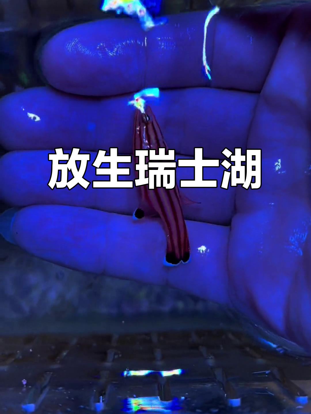 瑞士湖归山放回大海,躲藏珊瑚成它的新家