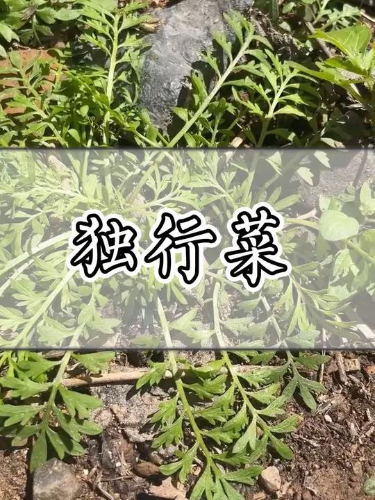 这种青草叫独行菜