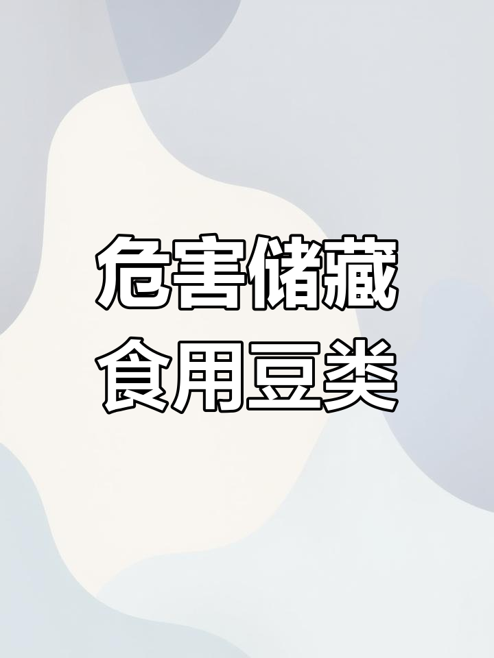 菜豆象:全球分布的害虫