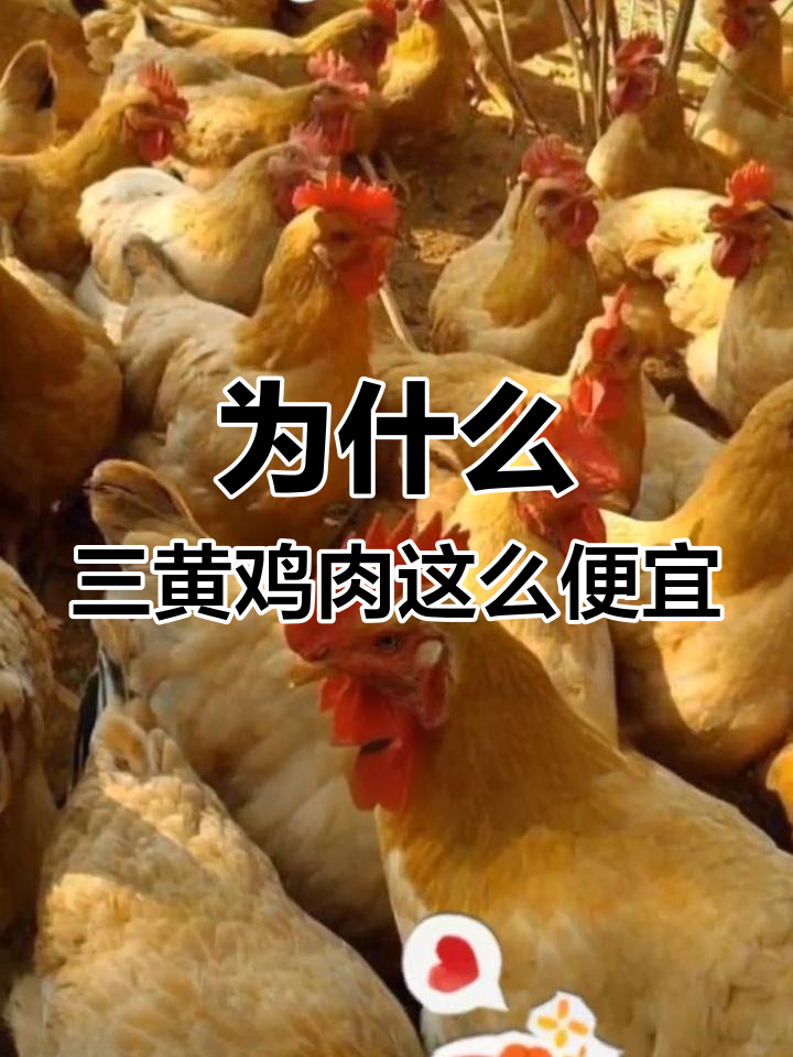 三黄鸡为何如此便宜?揭秘低成本高效率的养殖秘诀