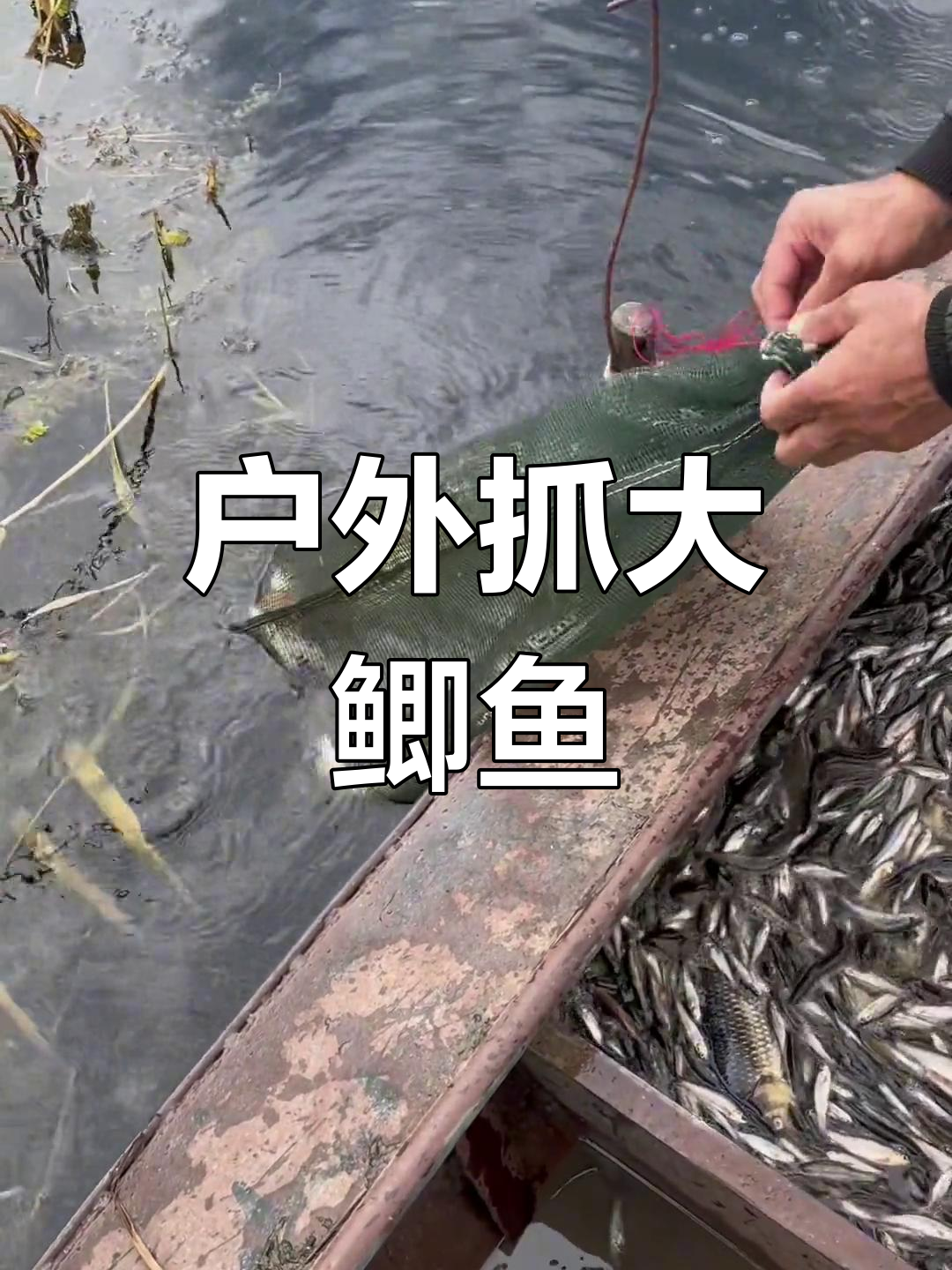 野生大鲫鱼捕捞现场,渔民生活真实展示