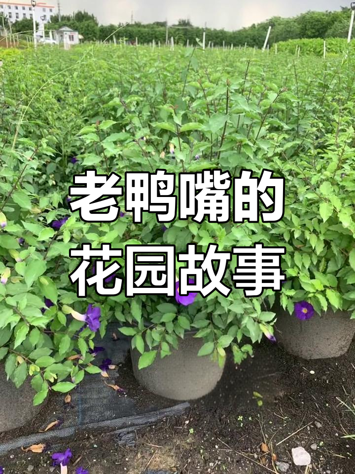 庭院里的老鸭嘴,爱情与未来的碰撞
