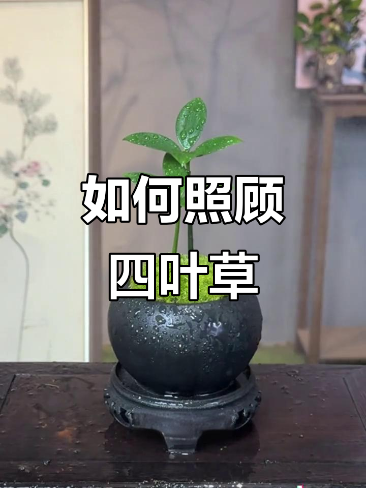 四叶草养护全攻略:从醒苗到日常管理
